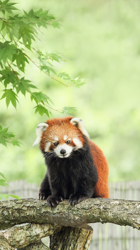 Red Panda Lying on the Tree screenshot