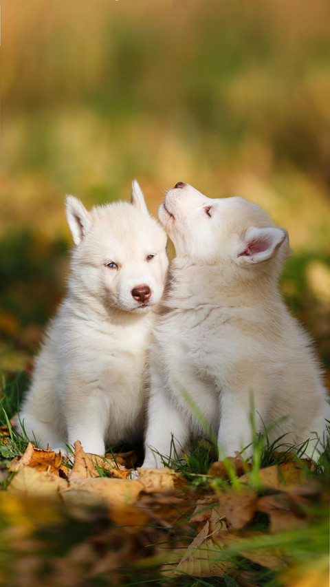 Dog293 screenshot