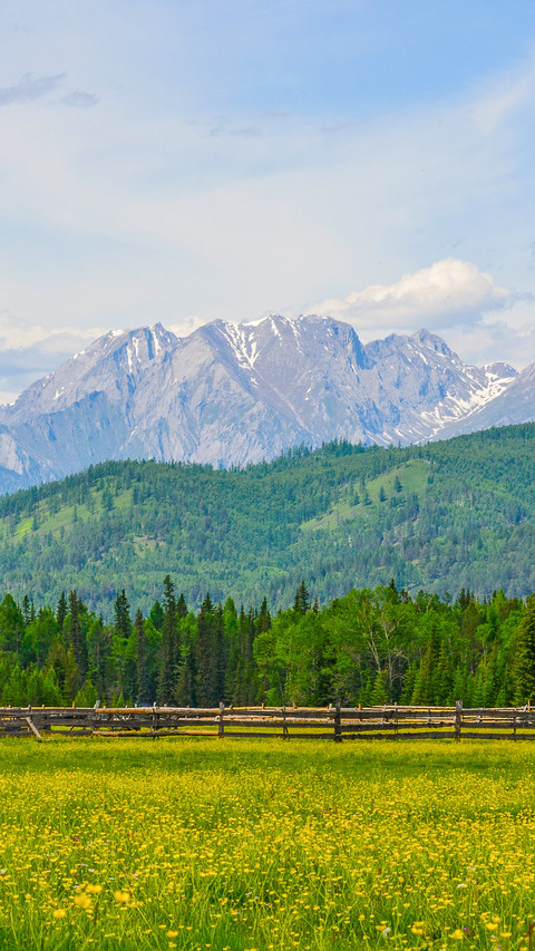 Meadow with yellow flowers and fence on the background screenshot