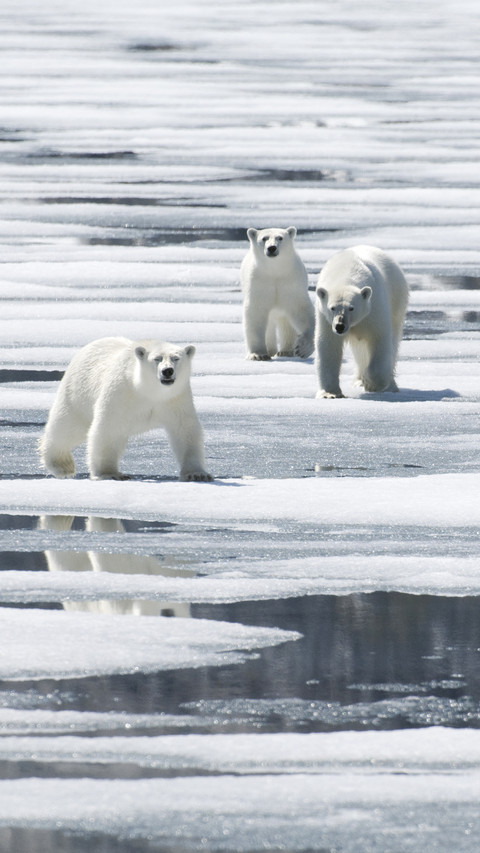 Polar bears ursus maritimus cross ice floes in a fjord screenshot