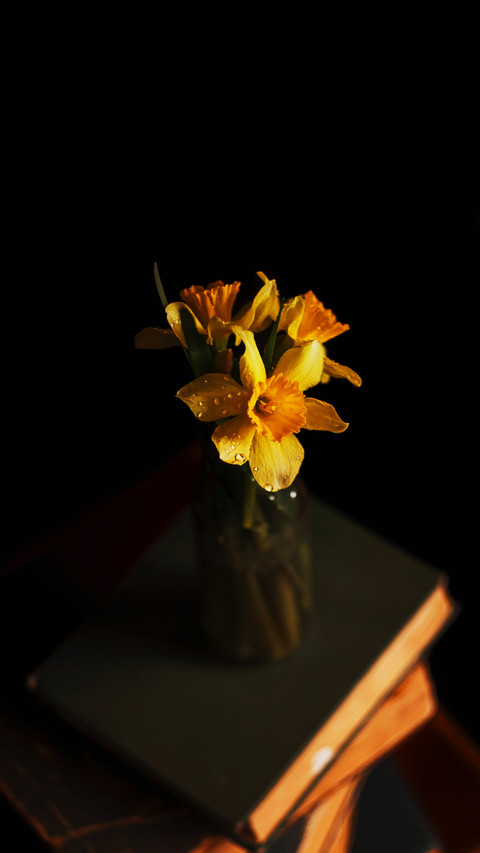 Daffodil on a stack of old books dark background screenshot