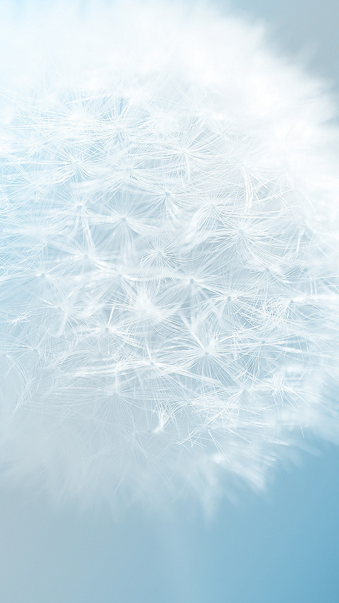 Dandelion (6) screenshot