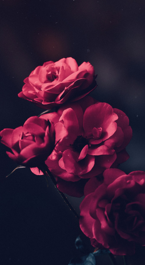 Floral B1 (29) screenshot