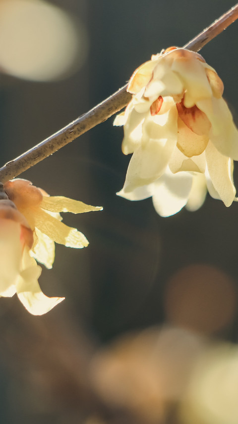 In the warm spring sun winter plum blossoms bloom screenshot