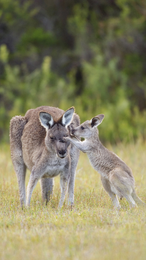 Eastern grey kangaroo macropus giganteus with young screenshot