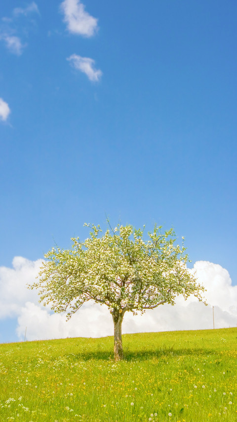 Green grass and tree screenshot