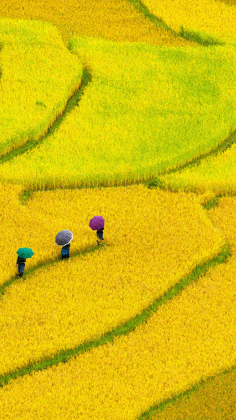 田野-视觉中国  screenshot