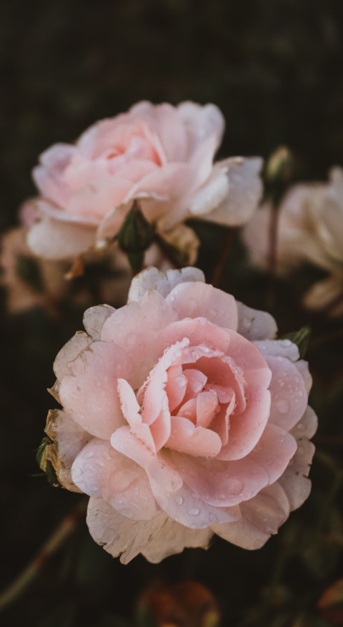 Floral B1 (5) screenshot