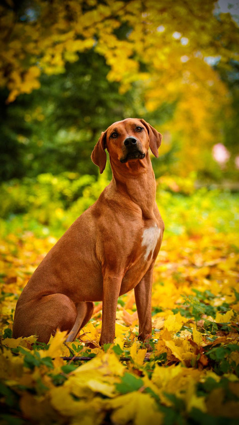 Dog60 screenshot
