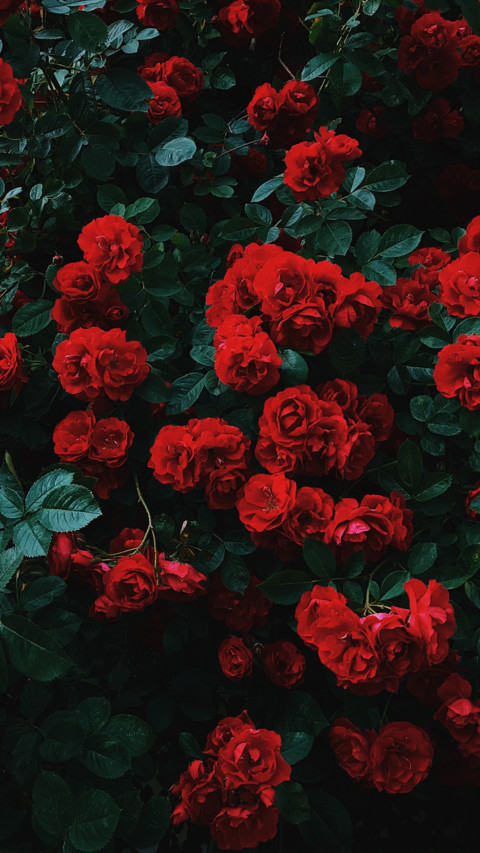 Roses and Lilacs (8) screenshot