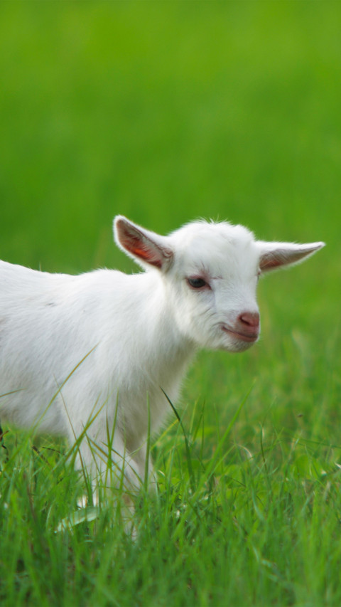 The white lamb on the grassland screenshot