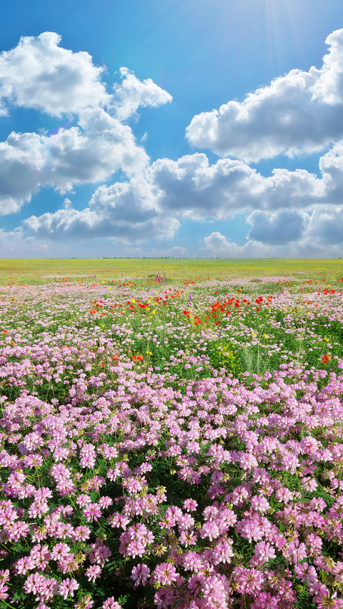 Magnificent flower fields screenshot