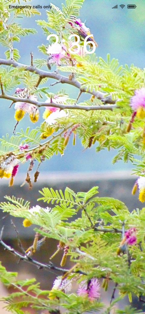 Plant Tree_DWM2 screenshot