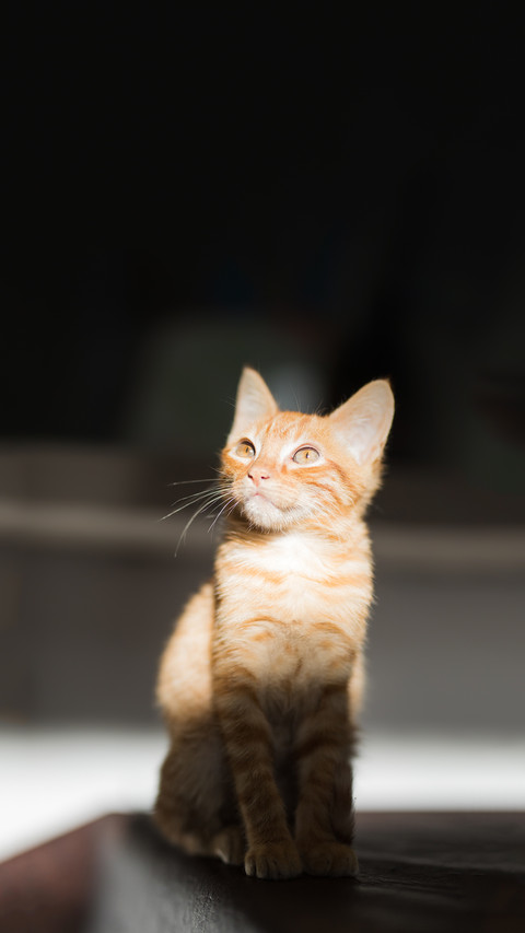 猫咪应激该如何缓解 screenshot