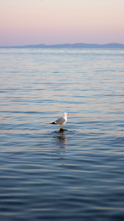 Seagull sits on an invisible stone in the sea screenshot
