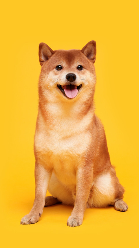 秋田犬和柴犬怎么辨别 screenshot