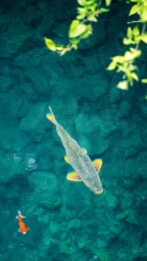 Clear fish screenshot
