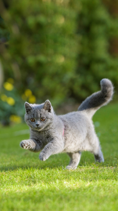 What does a cat eat its hair is smooth screenshot