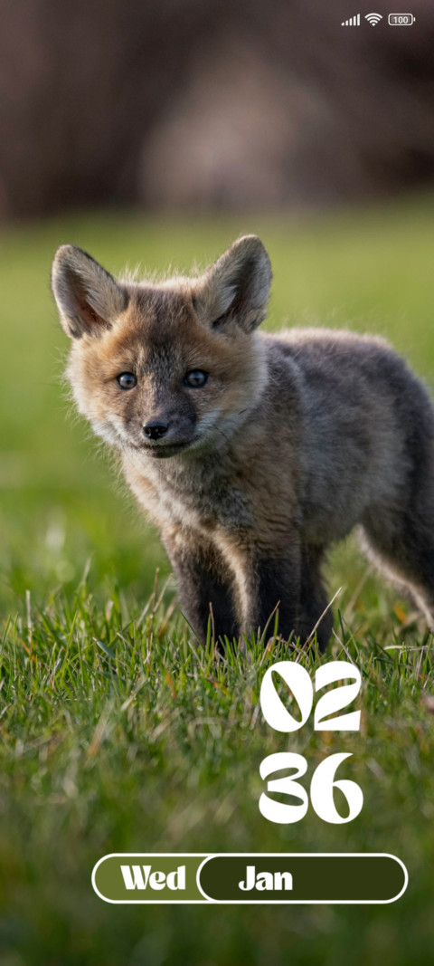 Baby Fox screenshot