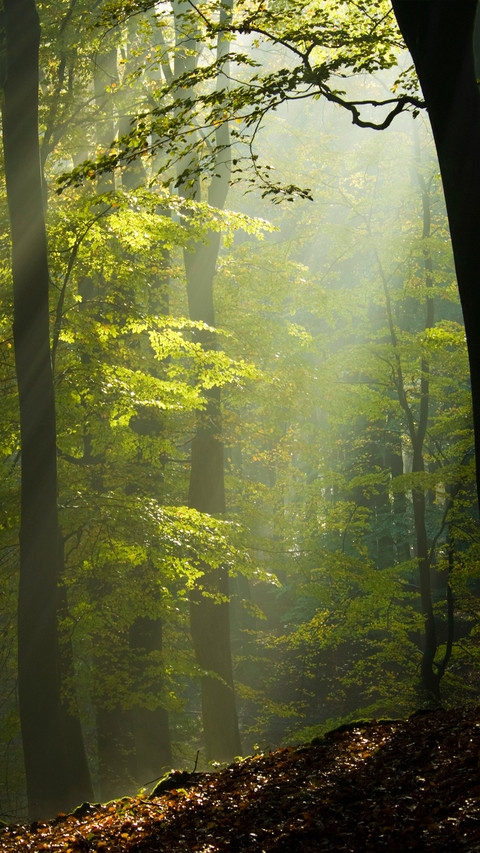 Forest Green Path screenshot