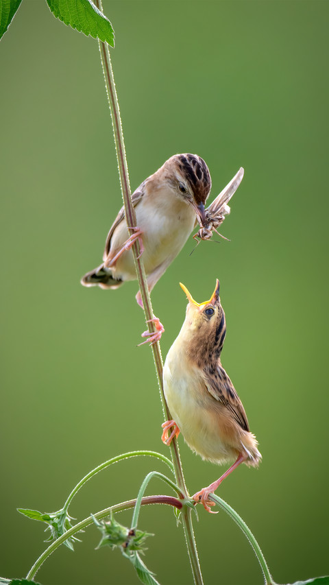 The brown fantailed warbler asks for food screenshot