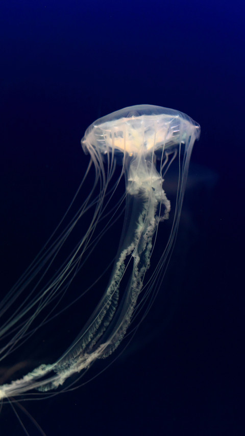 Benthic animals-01 screenshot