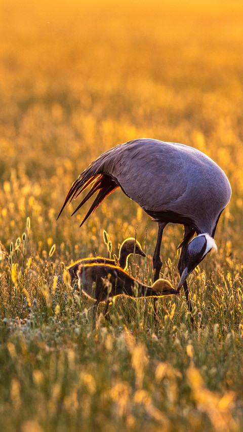The mother crane wetland is nourished by the morning screenshot