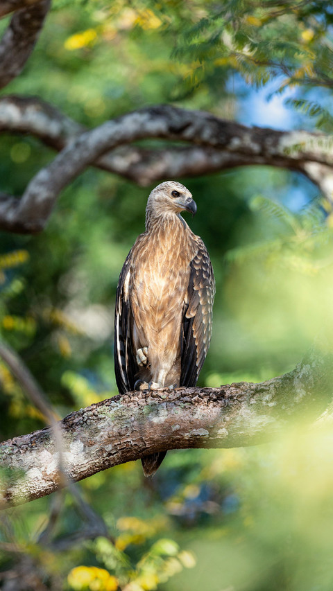 An Eagle Stands Alertly on A Branch screenshot