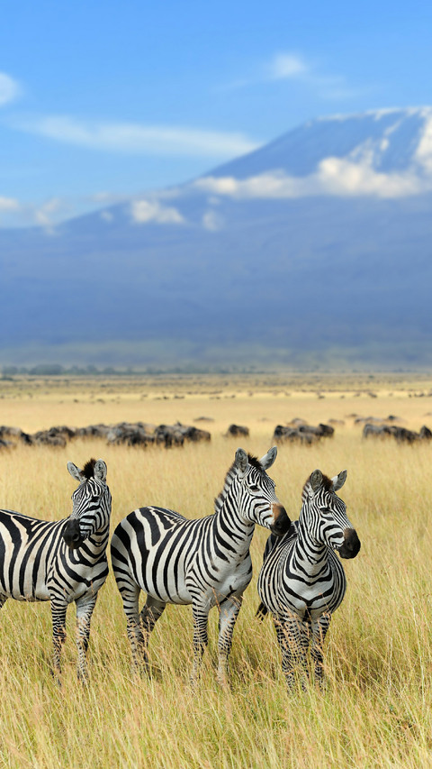 A Group of Zebras Standing on The Grassland screenshot