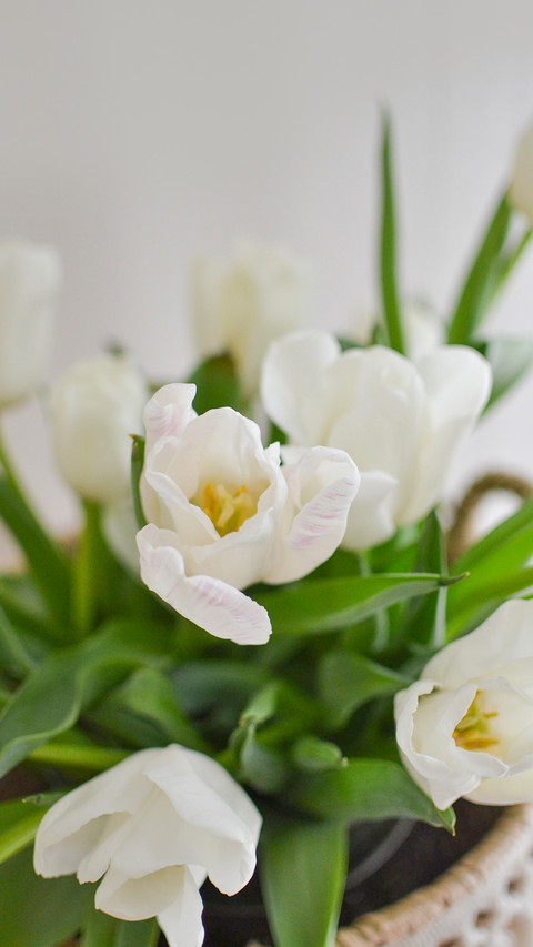 White tulips with green leaves on a white background screenshot