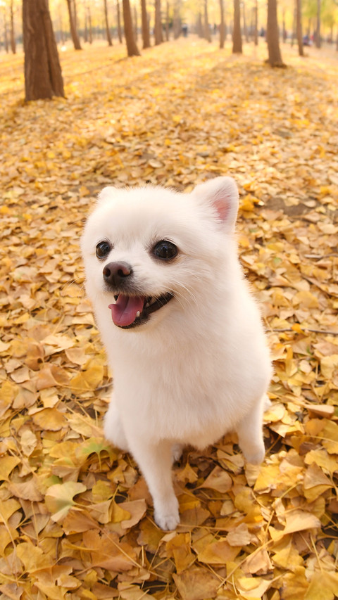Why Dogs Have Selective Disability 2 screenshot