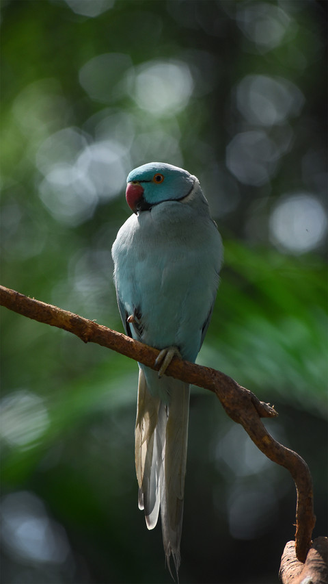 A Bird Standing on A Branch screenshot