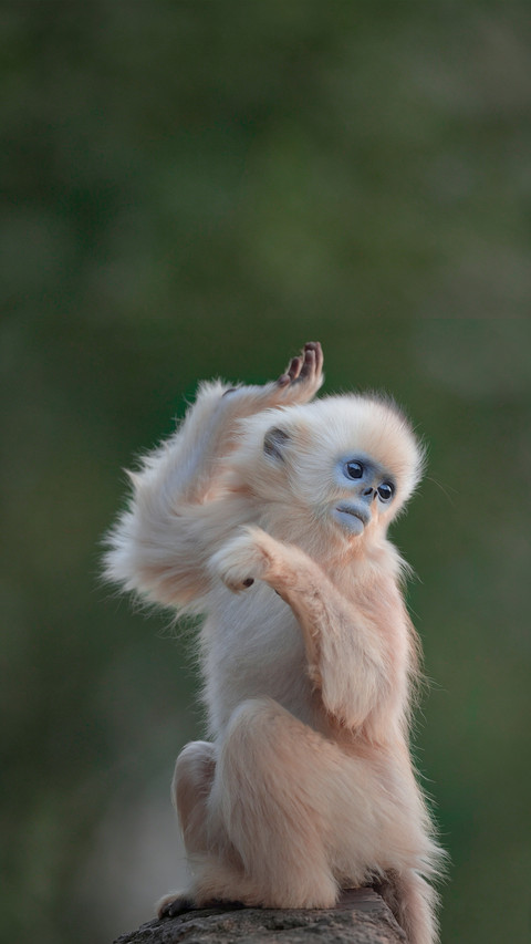 People born in the year of the monkey may possess great screenshot