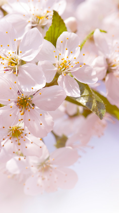 Good scenery in spring-08 screenshot