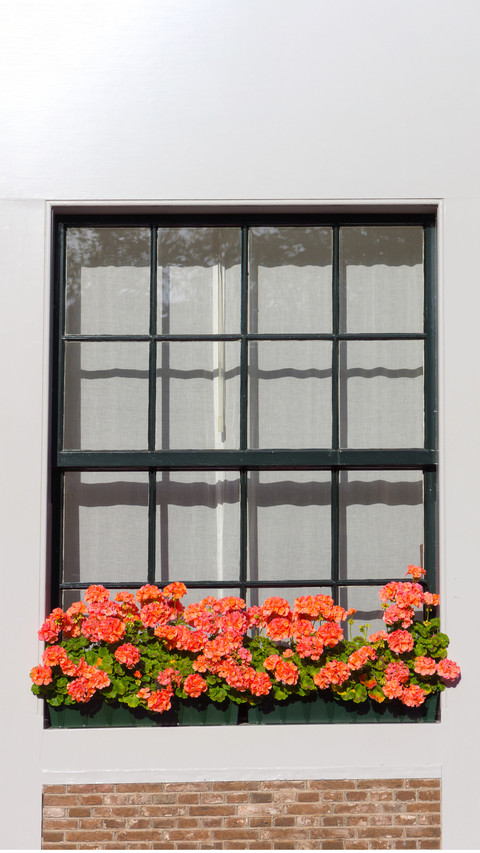 The flowers on the windowsill screenshot