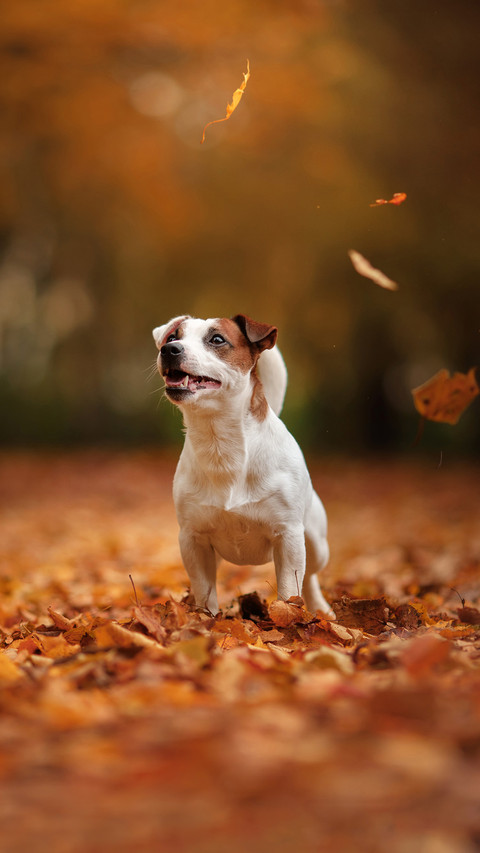 Jack Russell Terrier dog with leaves screenshot