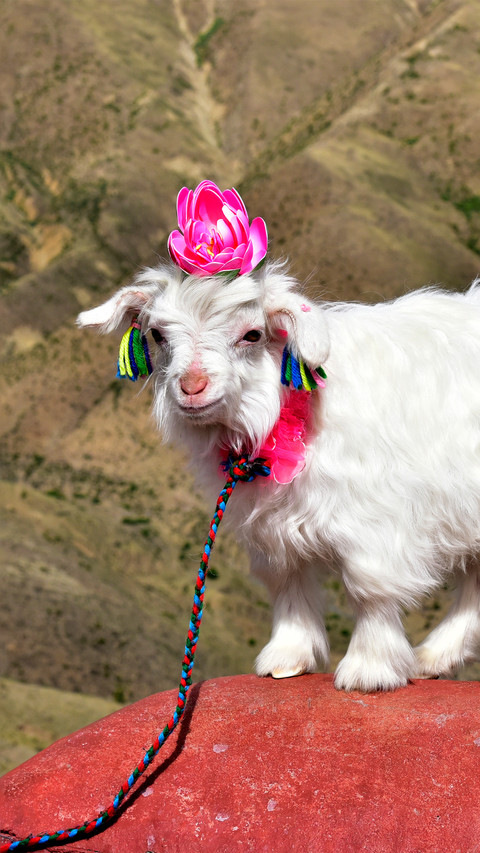 The little goats in xizang screenshot