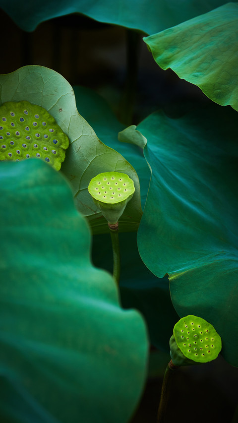 Among the lotus leaves screenshot