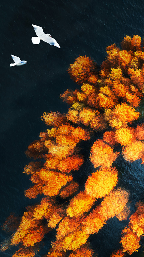 Fly over autumn screenshot