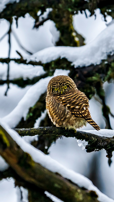 The scops owl perches in the forest screenshot