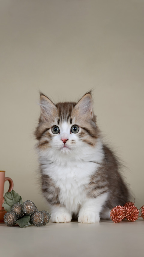 Funny Cute Munchkin Kitten Short Legs screenshot