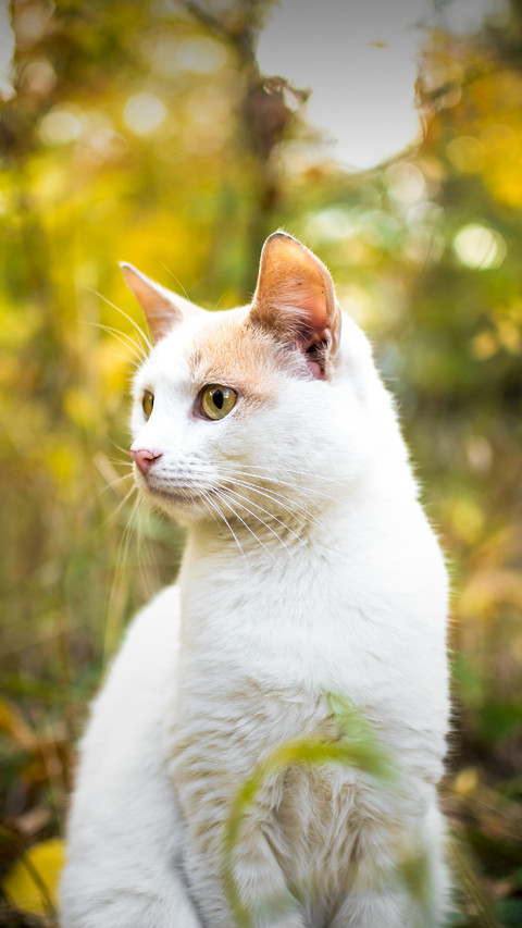 A White Cat is Sitting on The Grass screenshot