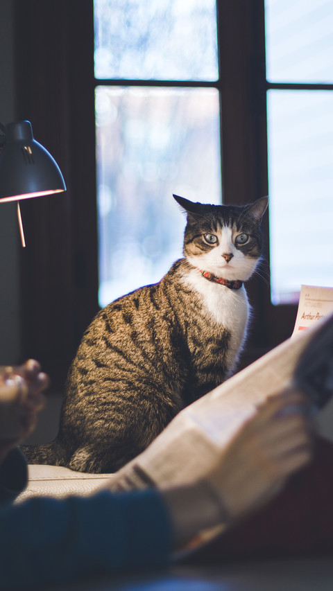 Is the cat really cold 9 screenshot
