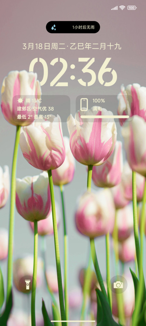 景深粉色郁金香 screenshot