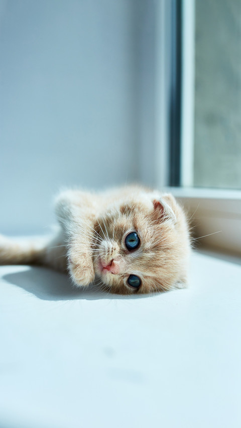 British little playful kitten at home near the window screenshot