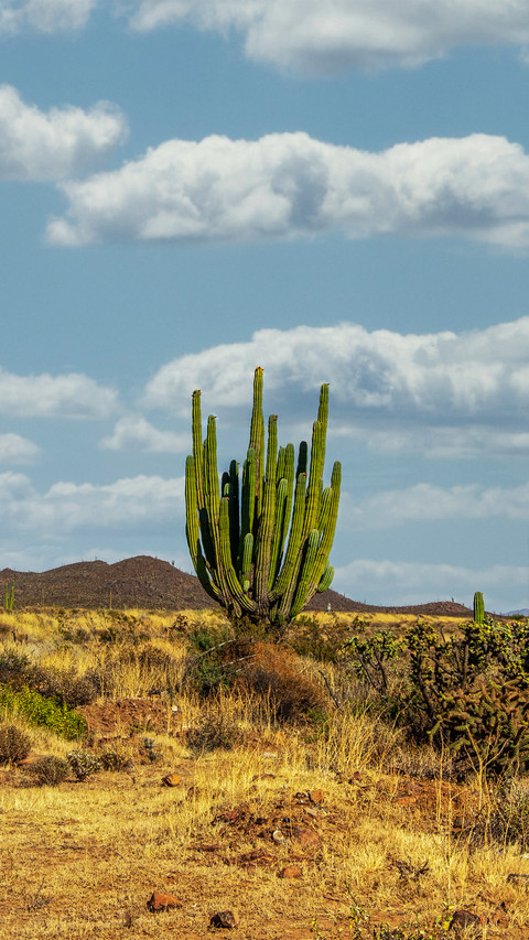 Desolate deserts and cacti screenshot
