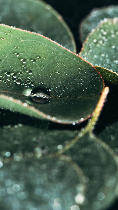 Natural Still Life-PAIXIN screenshot