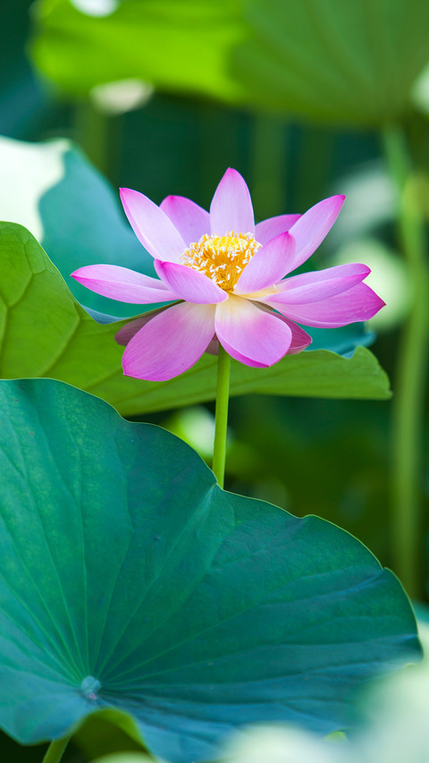 立夏时节 screenshot