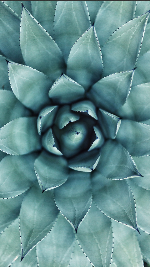 植物3 screenshot