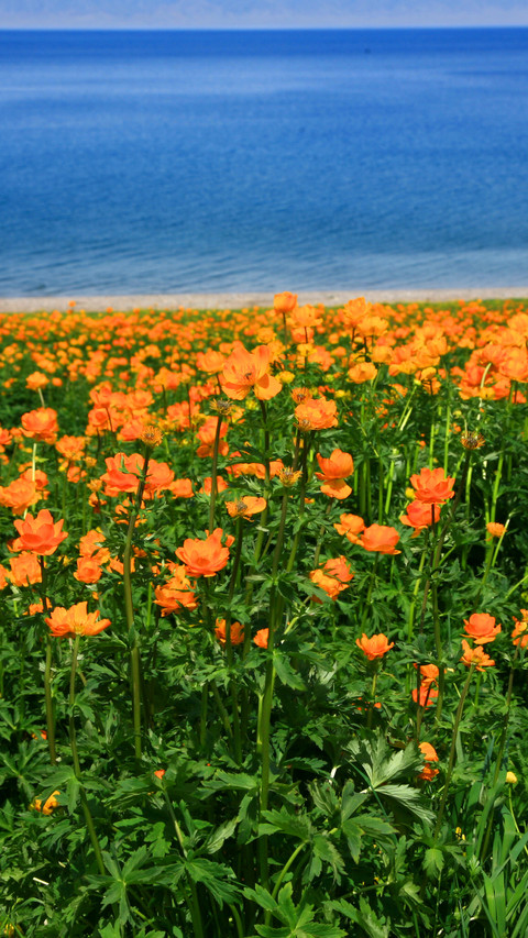 花海赛里木湖 screenshot